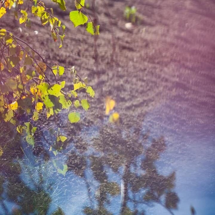 Bild Wasser u Blätter