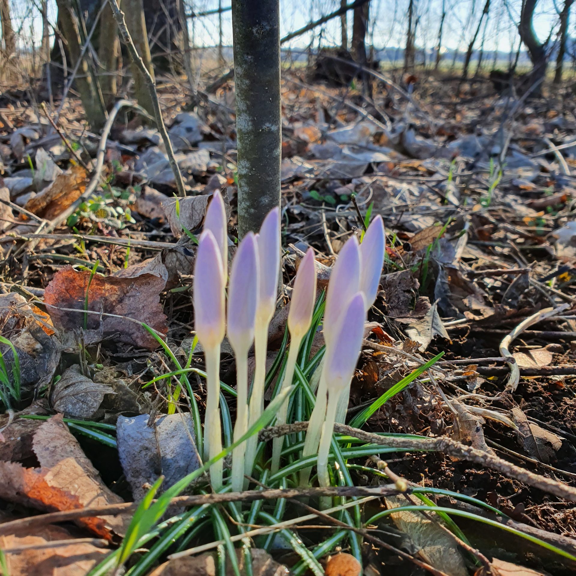 Krokus